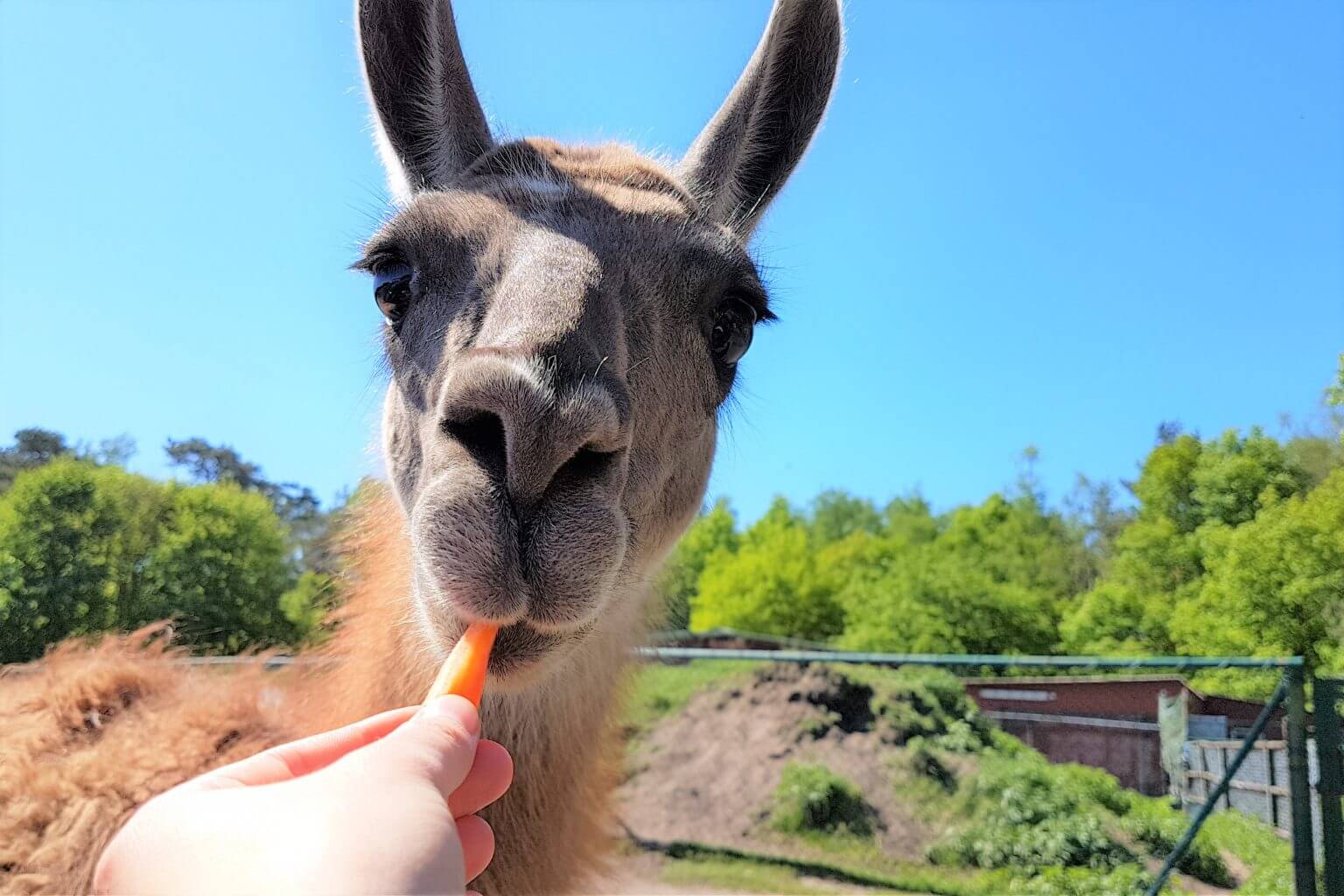 Nahaufnahme eines Lamas, das eine Karotte frisst, die von einer Person in der Hand gehalten wird, mit grünen Bäumen und einem blauen Himmel im Hintergrund.