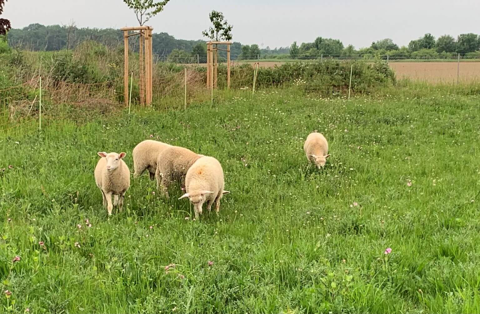 Weidende Schafe auf grüner Wiese mit Bäumen im Hintergrund. Landwirtschaftliche Nutzung und Tierhaltung in der Natur.
