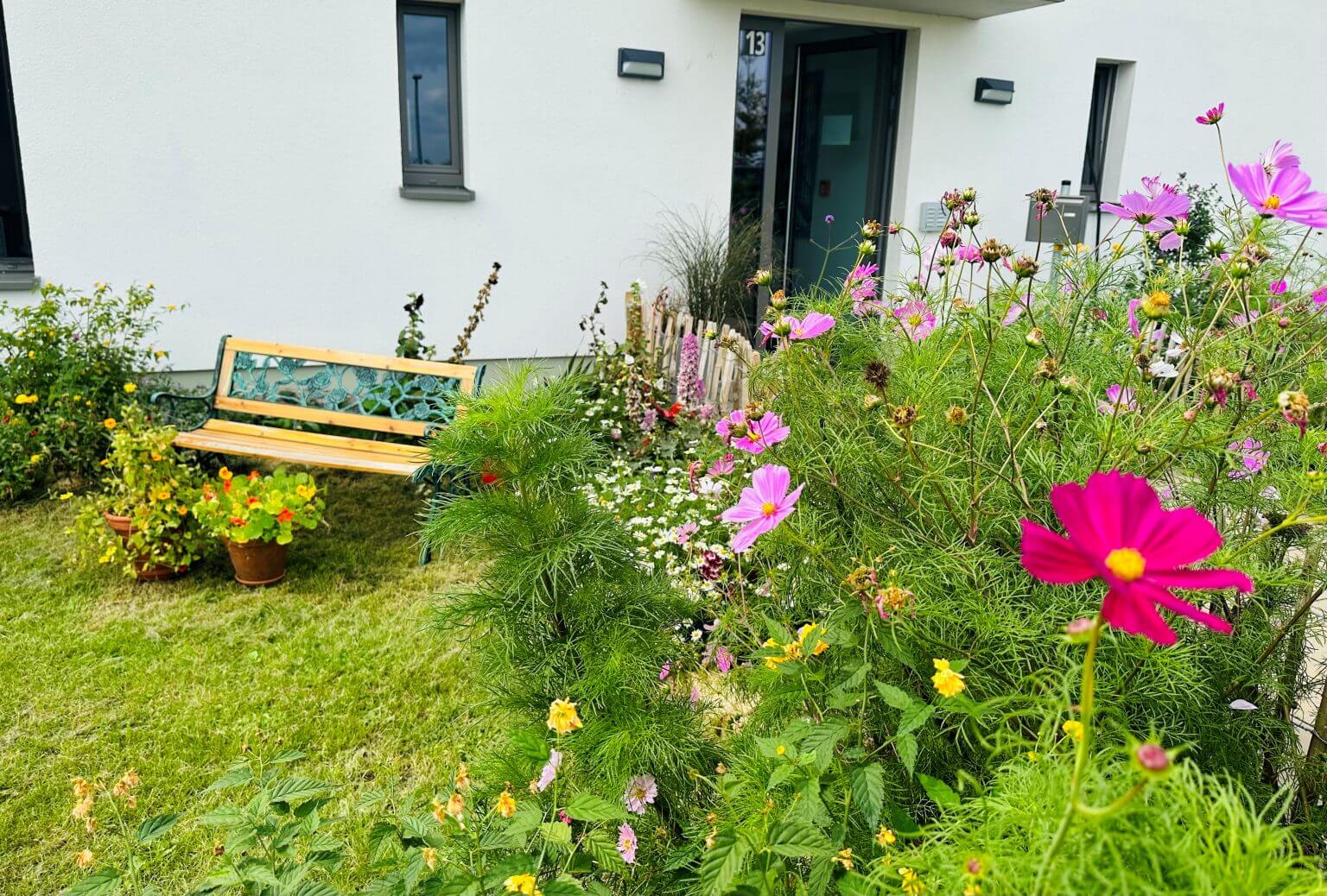 Blumenreicher Vorgarten mit Holzbank und Kosmeen vor modernem Haus. Gartengestaltung mit Sommerblumen und Sitzgelegenheit.